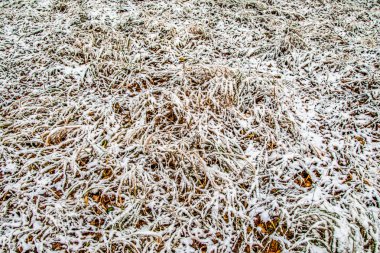 Sonbahar, karda çimen bırakır.