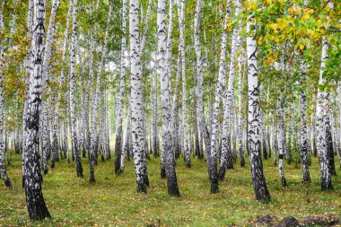 Sarı huş ağacı orman, geç sonbahar doğa manzara