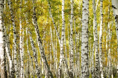 Sarı huş ağacı orman, geç sonbahar doğa manzara