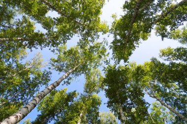orman manzaralı aşağıdan gökyüzüne huş ağacı