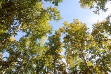 huş ağacı orman manzaralı gökyüzüne Sonbahar Doğa