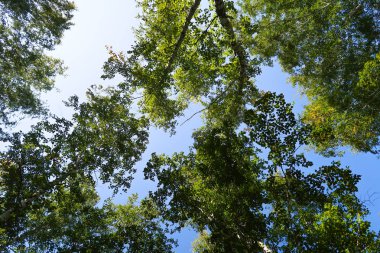 orman manzaralı aşağıdan gökyüzüne huş ağacı
