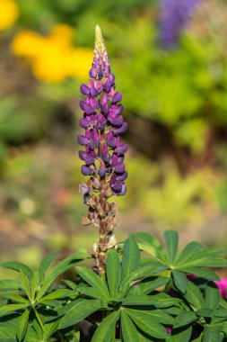 Lupinus çiçek yeşil yeşillik doğa ile parlak