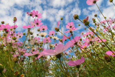 Cosmos çiçekler, görüntülemek aşağıdan gökyüzüne doğru