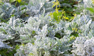 süs havuç bitkisinin görünümü kapatın