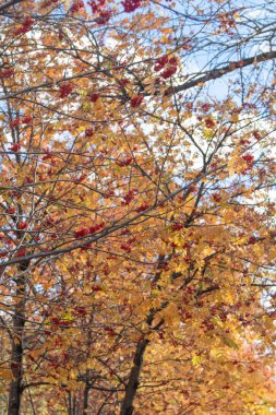 Doğa Sonbahar Ağaç ashberry parlak renkler