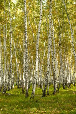 Sarı huş ağacı orman, geç sonbahar doğa manzara