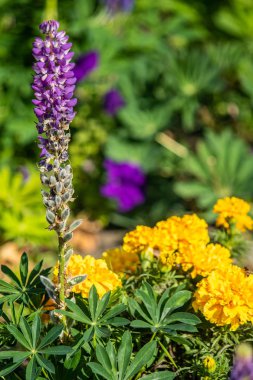 Lupinus çiçek yeşil yeşillik doğa ile parlak