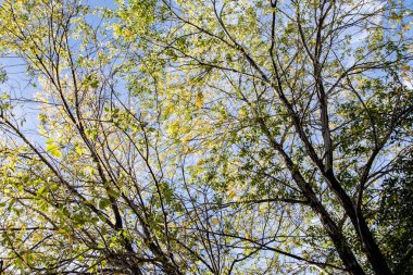 gökyüzü sonbahara ağaç görünümünün sarı yapraklar