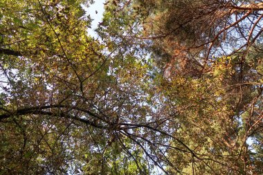 çam ormanı görünümünden alt gökyüzü