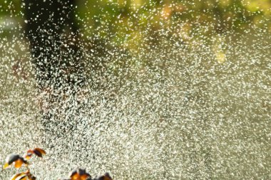 defocused, bulanık su, bokeh doğa damla