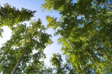 orman manzaralı aşağıdan gökyüzüne huş ağacı