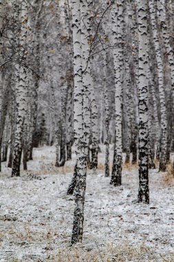 İlk kar huş ağacı orman manzara kış