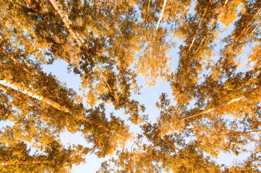 gökyüzü sonbahar arka planı sarı huş ağacı yaprakları