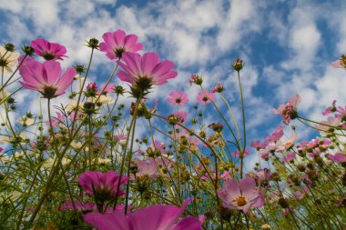 Cosmos çiçekler, görüntülemek aşağıdan gökyüzüne doğru