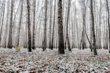 sonbahar manzara bir huş ormandaki ilk kar
