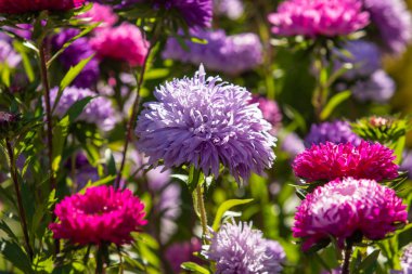 parlak sonbahar çiçek doğa manzara