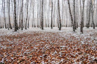 sonbahar manzara bir huş ormandaki ilk kar