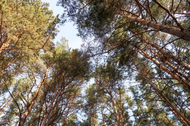 çam ormanı görünümünden alt gökyüzü
