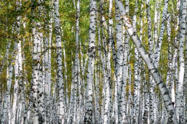 Sarı huş ağacı orman, geç sonbahar doğa manzara