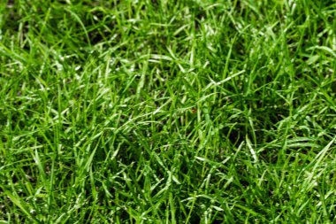 bulanık bokeh arka planı yeşil çimen