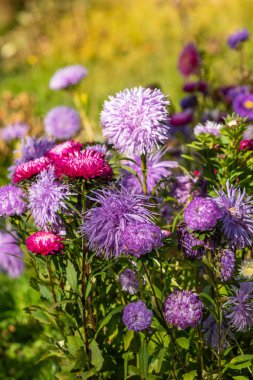 parlak sonbahar çiçek doğa manzara