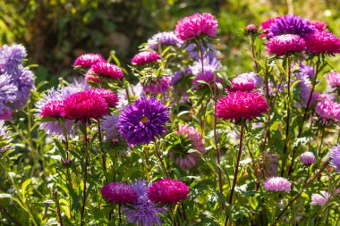 parlak sonbahar çiçek doğa manzara