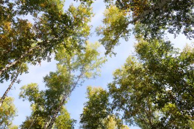 huş ağacı orman manzaralı gökyüzüne Sonbahar Doğa