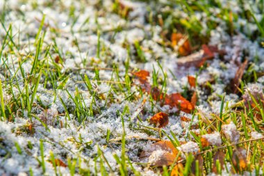 yeşil çim kar arka plan bokeh bulanık