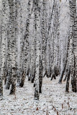 İlk kar huş ağacı orman manzara kış