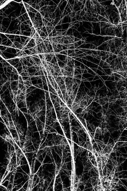 ağaç dalları siluet siyah arka plan üzerine beyaz