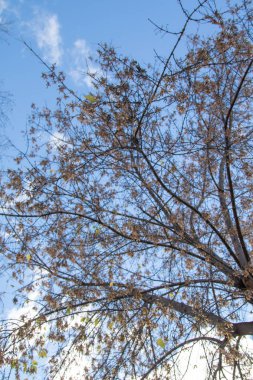 Sonbahar ağaç dalları göğe görüntüle