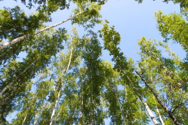 orman manzaralı aşağıdan gökyüzüne huş ağacı