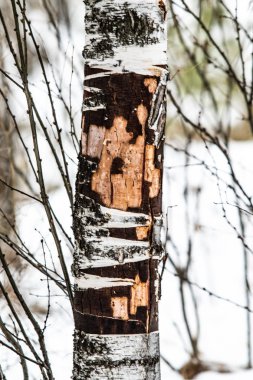 huş ağacı orman, ağaç gövdesi yakın kadar kış