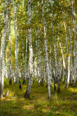 Sarı huş ağacı orman, geç sonbahar doğa manzara