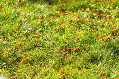 yeşil çim arka plan odak merkezi