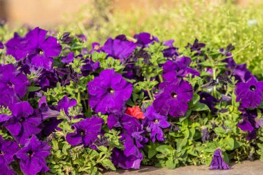 birçok marigolds küçük çiçekler