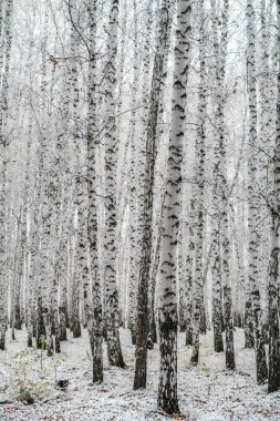 sonbahar manzara bir huş ormandaki ilk kar