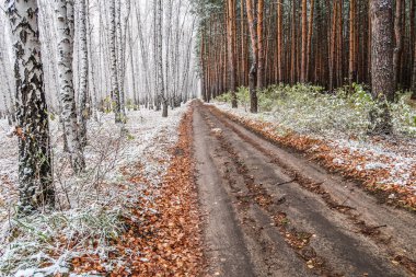Kış ormanı boyunca yol