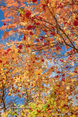 Doğa Sonbahar Ağaç ashberry parlak renkler