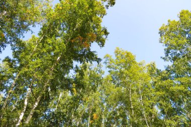 orman manzaralı aşağıdan gökyüzüne huş ağacı