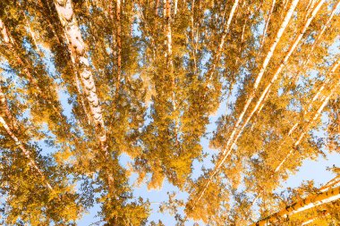 gökyüzü sonbahar arka planı sarı huş ağacı yaprakları