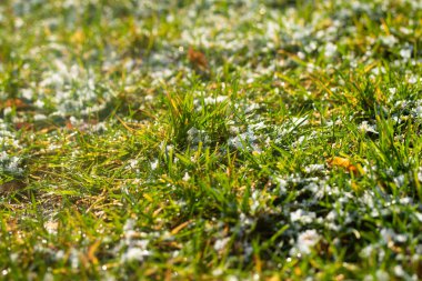 yeşil çim kar arka plan bokeh bulanık