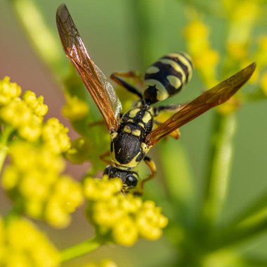 yaban arısı yakın çekim defocused sarı bir çiçek