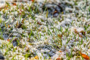 yeşil çim kar arka plan bokeh bulanık