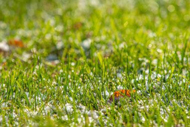 yeşil çim kar arka plan bokeh bulanık