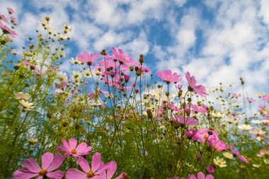 Cosmos çiçekler, görüntülemek aşağıdan gökyüzüne doğru