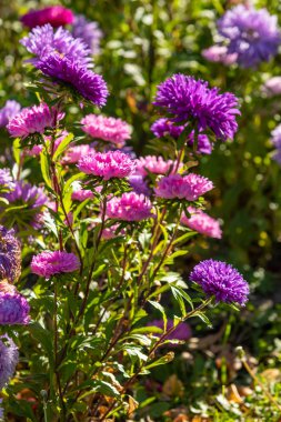 parlak sonbahar çiçek doğa manzara