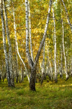 Sarı huş ağacı orman, geç sonbahar doğa manzara