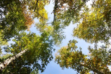 huş ağacı orman manzaralı gökyüzüne Sonbahar Doğa
